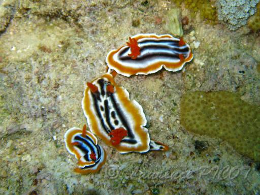 Chromodoris magnfica 2.JPG - Philippines - les visayas
